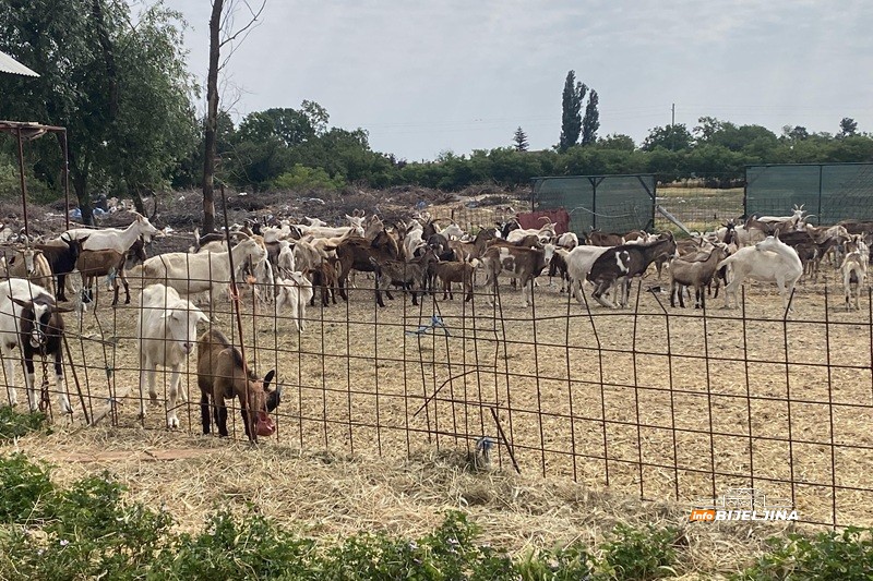 Sve proda na kućnom pragu: Gojko Stanković iz Popova živi od koza i ne bi ih mijenjao ni za kakav posao (FOTO)