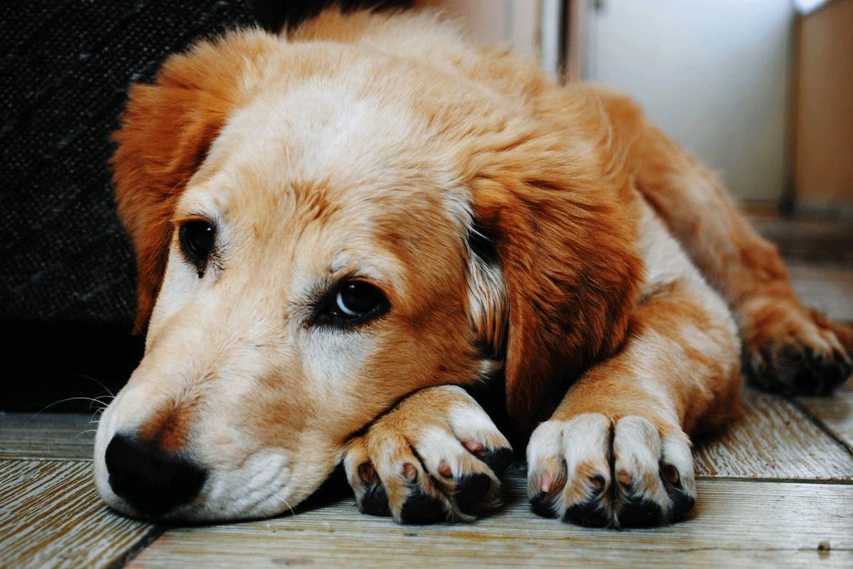 Šta psi rade kada osjete “lošu osobu”?