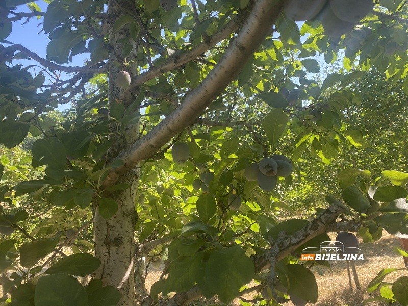 Tužne scene u šljivicima u Ugljeviku: Rod prošle godine lomio stabla, a sad šteta do 100 odsto (FOTO)