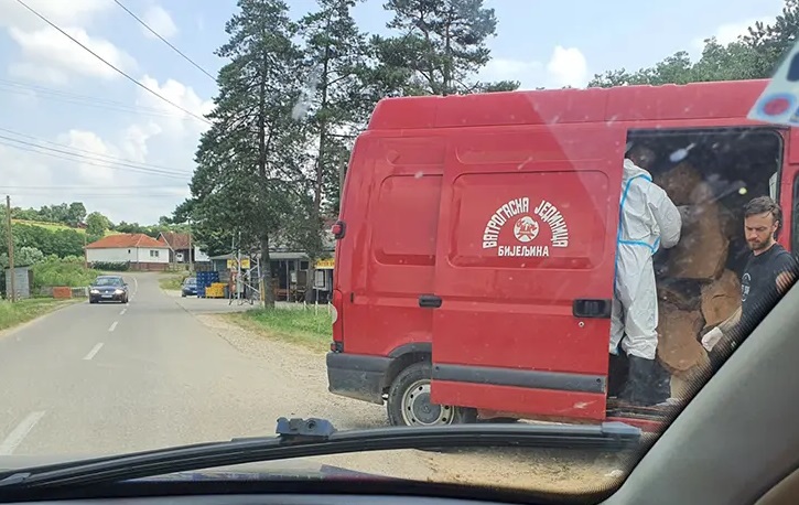 Bijeljinska vlast se probudila, bager zatrpava jamu sa uginulim svinjama