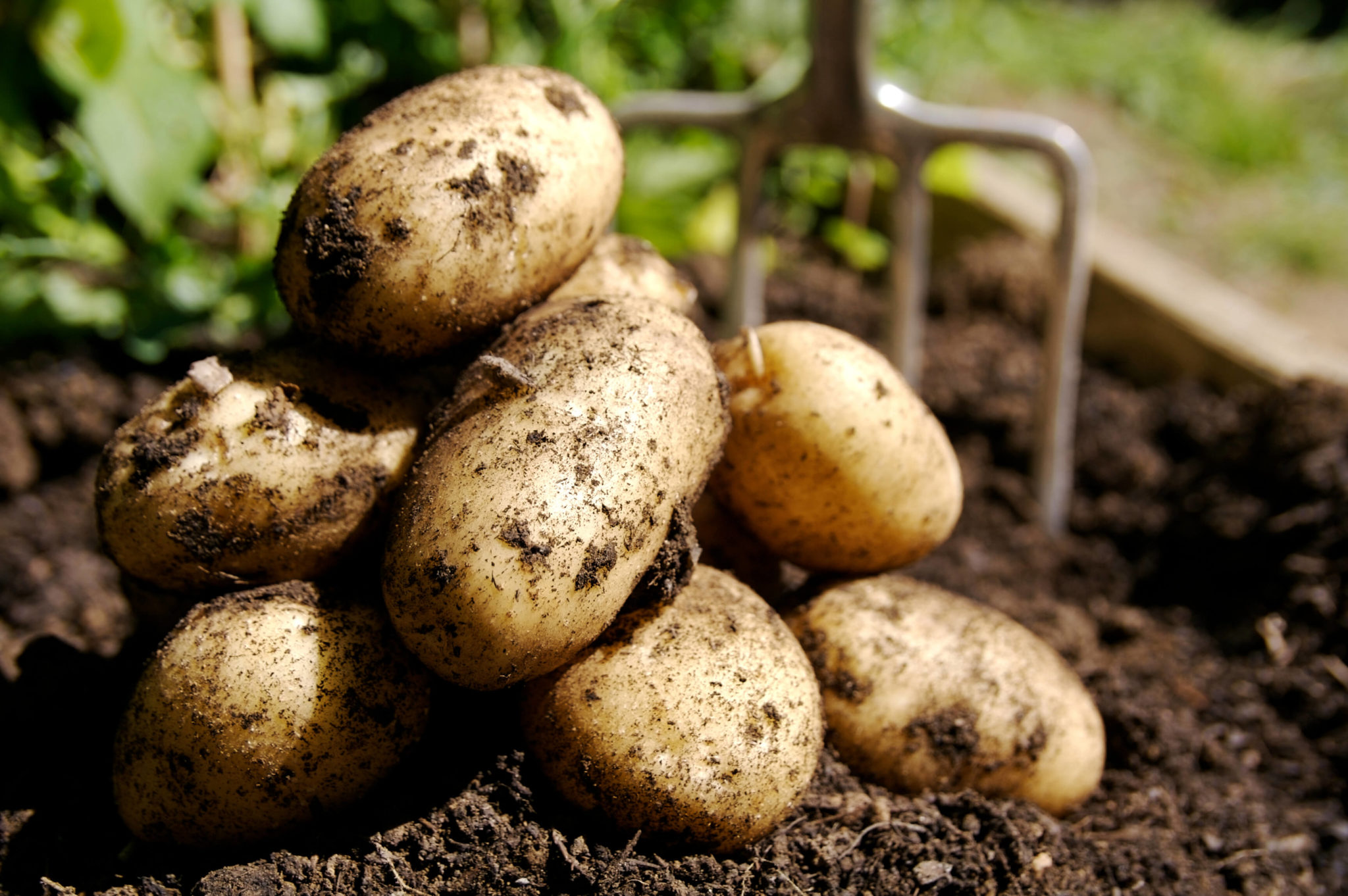 BiH uvozi jeftin krompir lošijeg kvaliteta, a kod domaćih proizvođača daleko bolji ostaje neprodat
