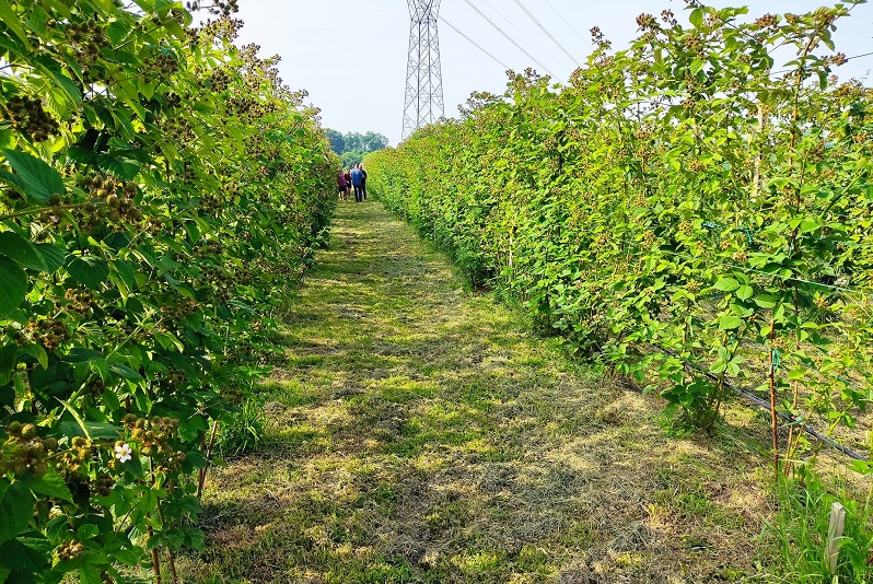 Vrijedne ruke bijeljinske porodice Pejić: Kompletna proizvodnja već im rezervisana (FOTO)