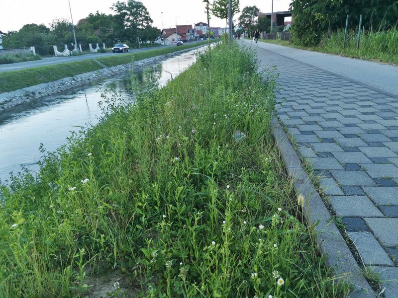 Bijeljina troši milione, građani tvrde: Otpad razbacan a trava do koljena, ima i zmija (FOTO)