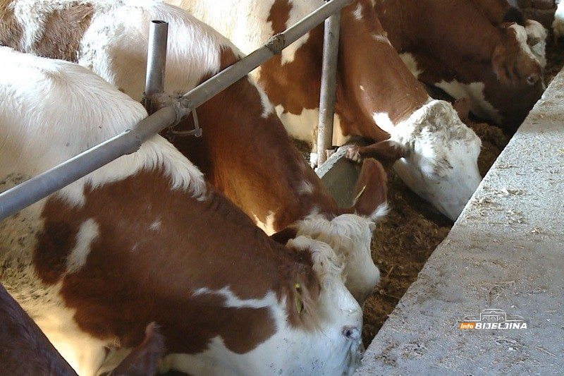 Semberski mljekari na ivici opstanka: “Kupujemo hranu za stoku, a 80 - 90 grla nije lako nahraniti” (FOTO)