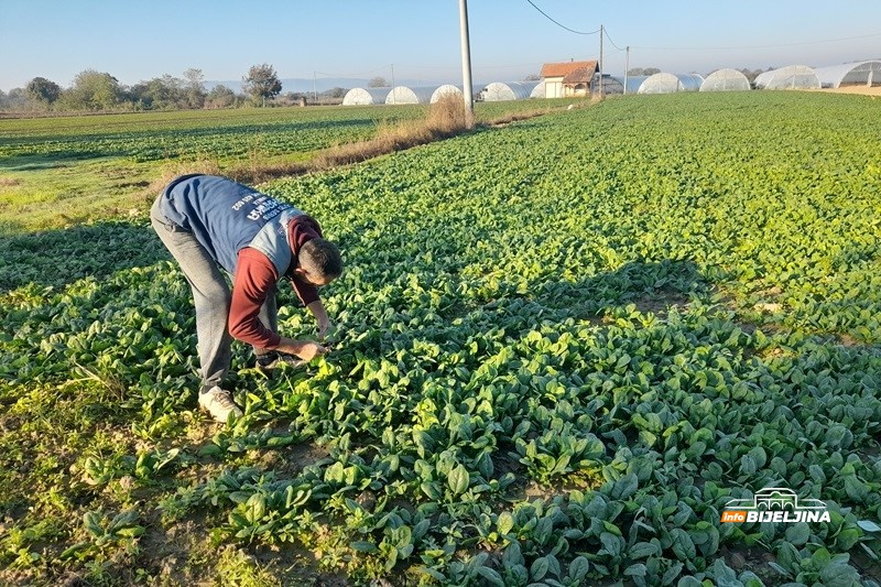 Semberska porodica proizvodi špinat na 25 dunuma: “Jedino povrće koje se ničim ne tretira” (FOTO)