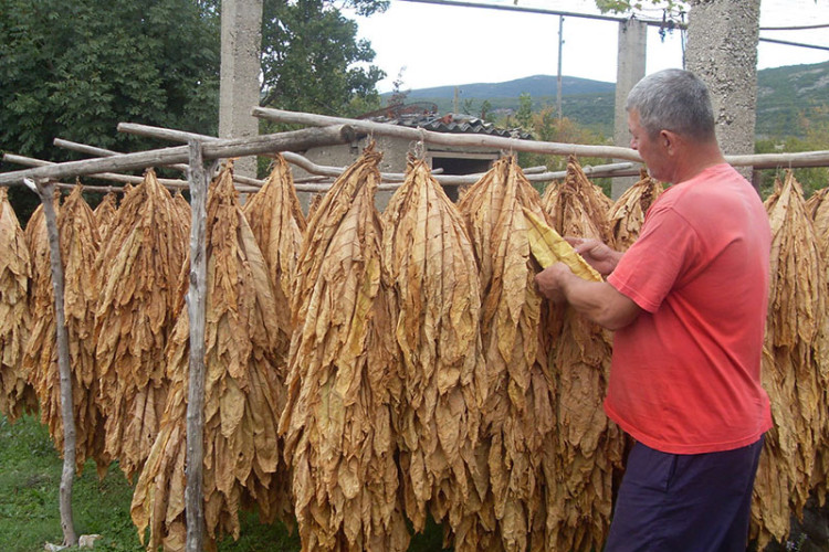 Proizvodnja duvana na koljenima, Semberci očekuju veću podršku