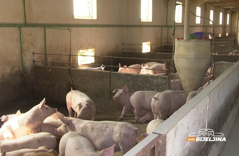 Nova žarišta afričke kuge svinja na području Semberije probudila stari strah farmera