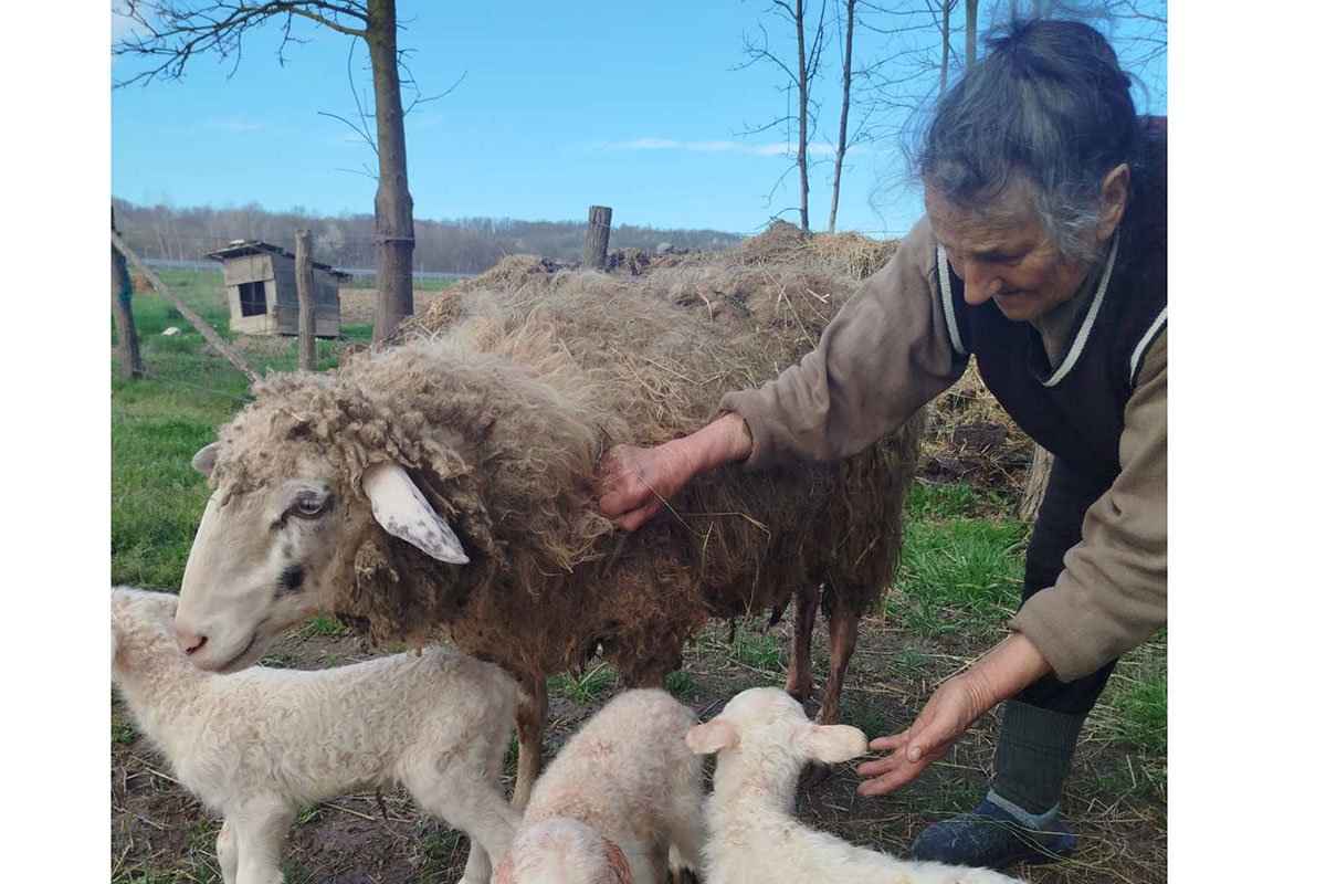 Neobično stado Mileta Dimića: Tri jagnjeta najljepša najava proljeća