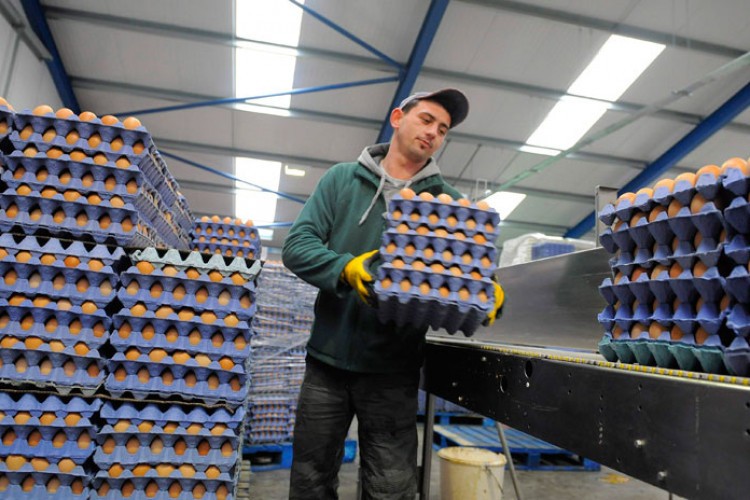 Jaja iz Donjeg Žabara ponovo putuju u evropske fabrike