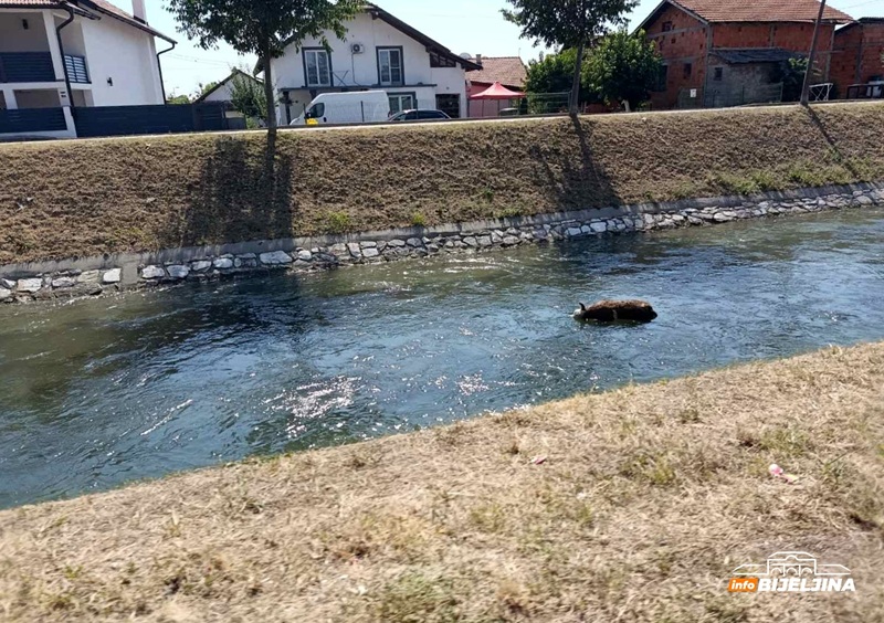 Leš teleta pluta Dašnicom u Bijeljini, građani zgroženi (FOTO)