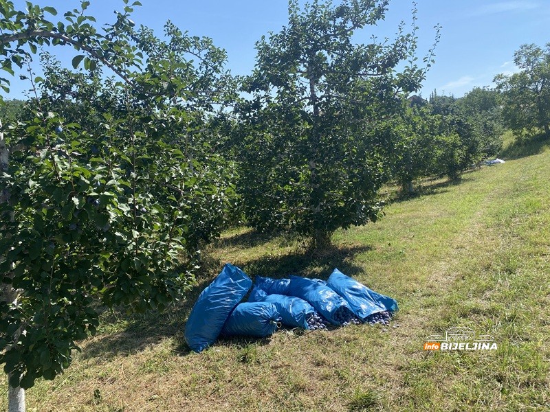 Berba šljive na Majevici u punom jeku: Rod dobar, ali voćari nemaju puno razloga da budu zadovoljni (FOTO)