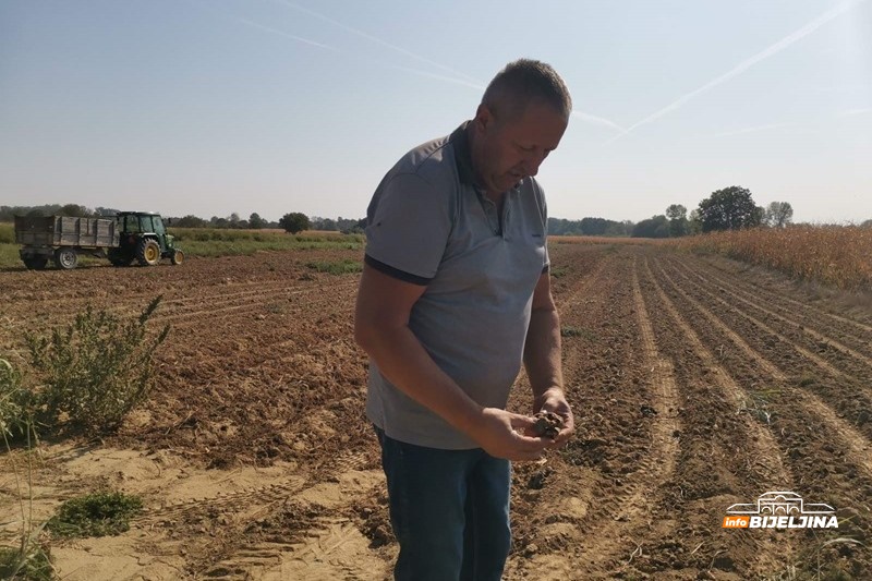 Proizvođači krompira u Semberiji ne pamte lošiju godinu: Suša i visoke temperature uništile većinu roda /FOTO/