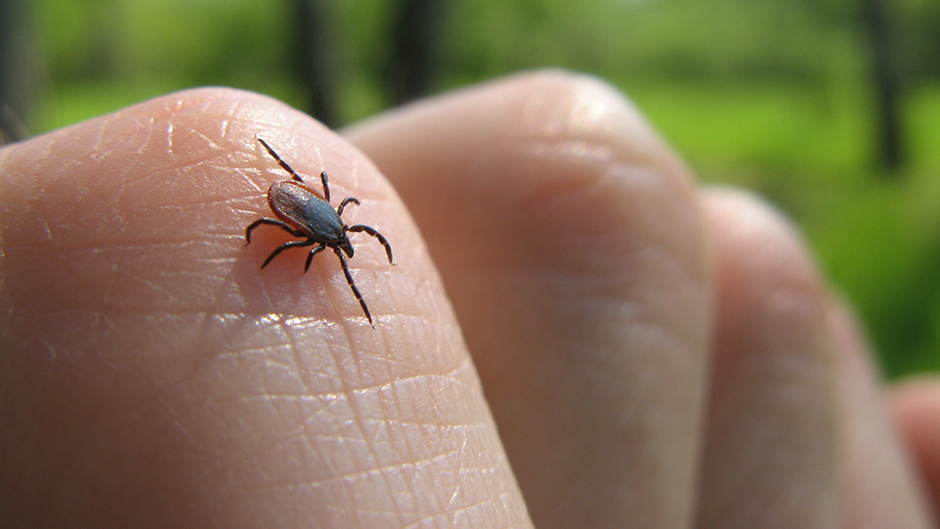 Pripazite se kad idete u prirodu: Počela je sezona krpelja, ovo su bolesti koje prenose