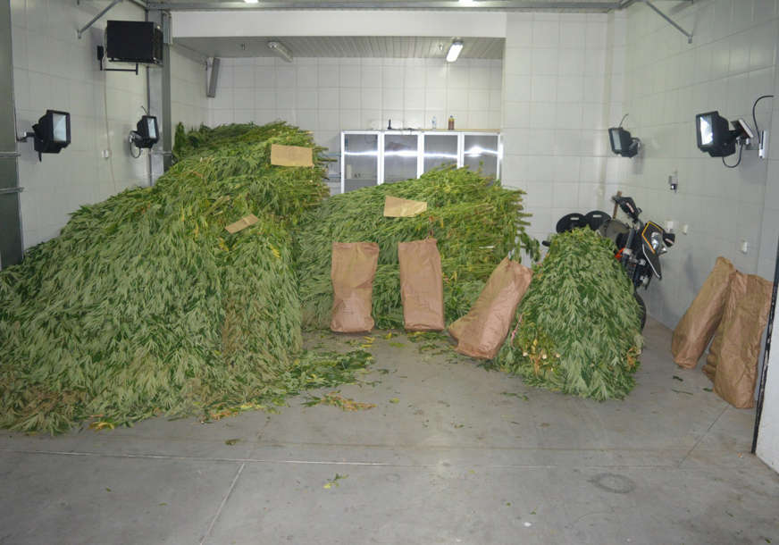Policija upala na porodično imanje: Otkriven do sada najveći zasad marihuane u Crnoj Gori
