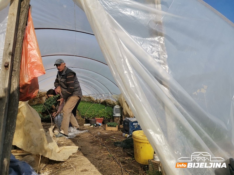 Semberski povrtari suočeni s teškoćama u plasteničkoj proizvodnji zbog naglog zahlađenja