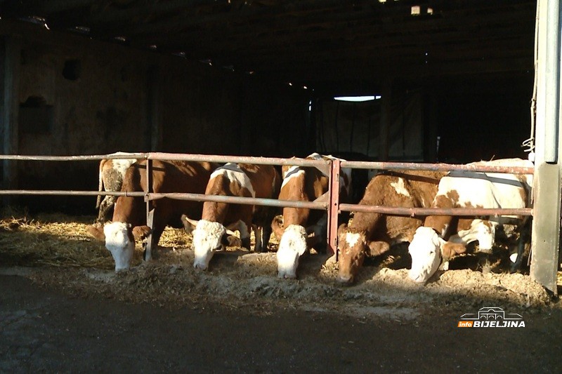 Semberski mljekari na ivici opstanka: “Kupujemo hranu za stoku, a 80 - 90 grla nije lako nahraniti” (FOTO)