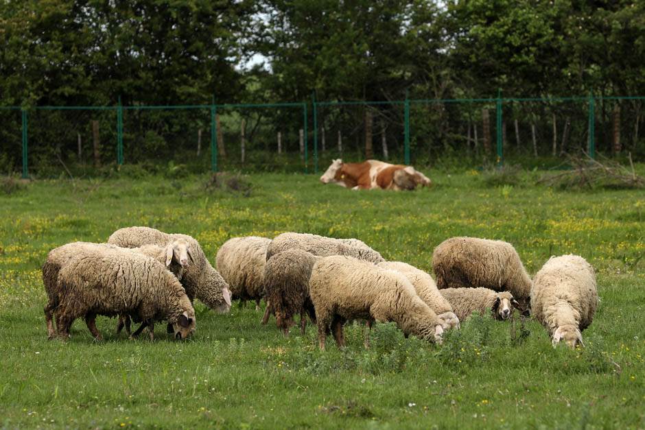 Zabrinjavajući podaci: Drastičan porast broja oboljelih od bruceloze u FBiH