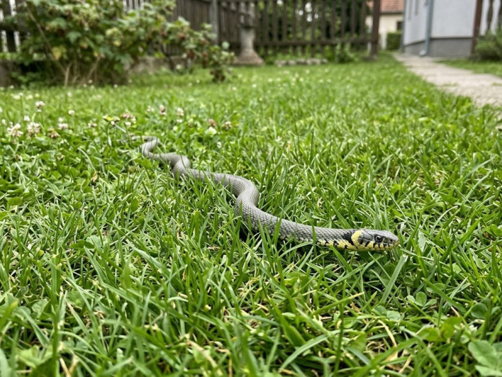 Posadite ove biljke i zaštitite dvorište od zmija