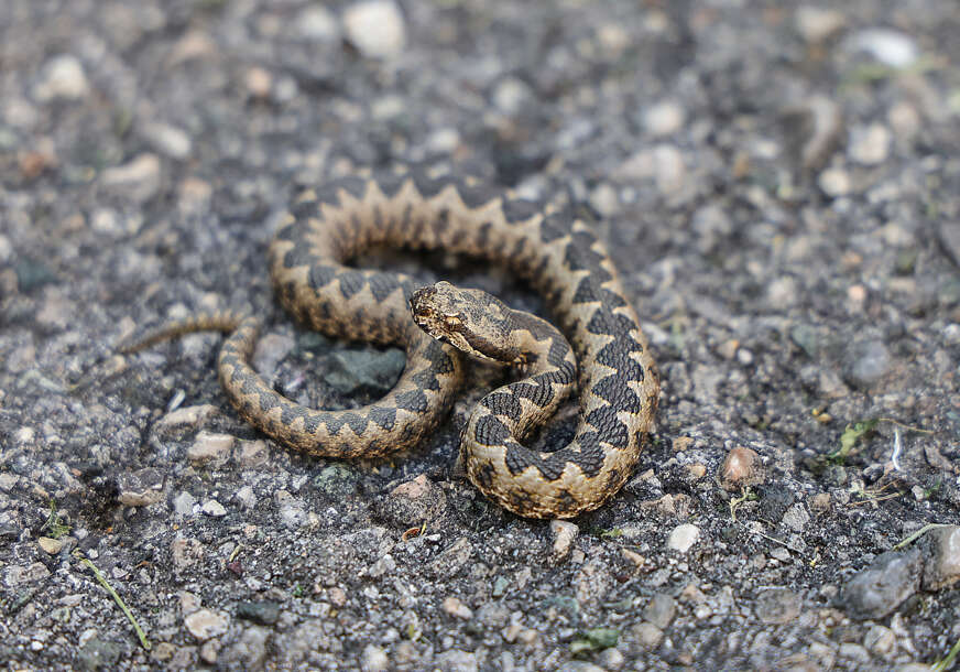 Zmije se plaše jedino ovoga: 5 stvari koje odmah možete uraditi da ih otjerate iz dvorišta