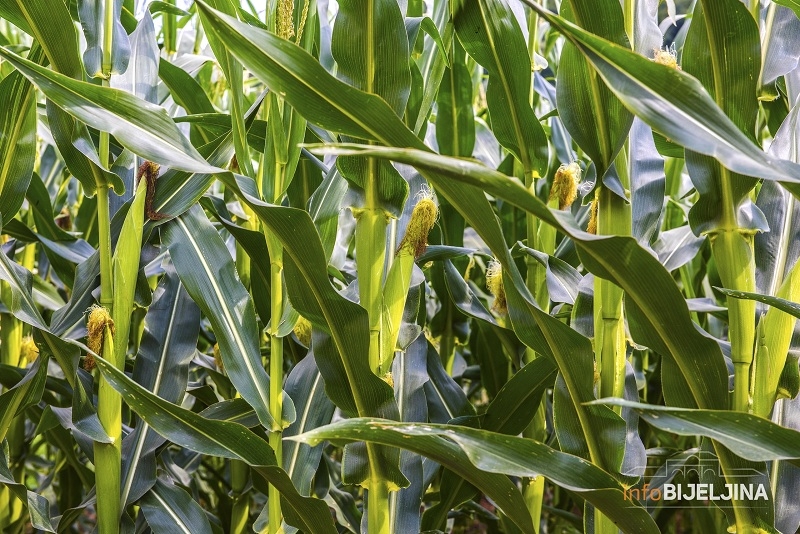 Suša u prosjeku upolovila rod kukuruza