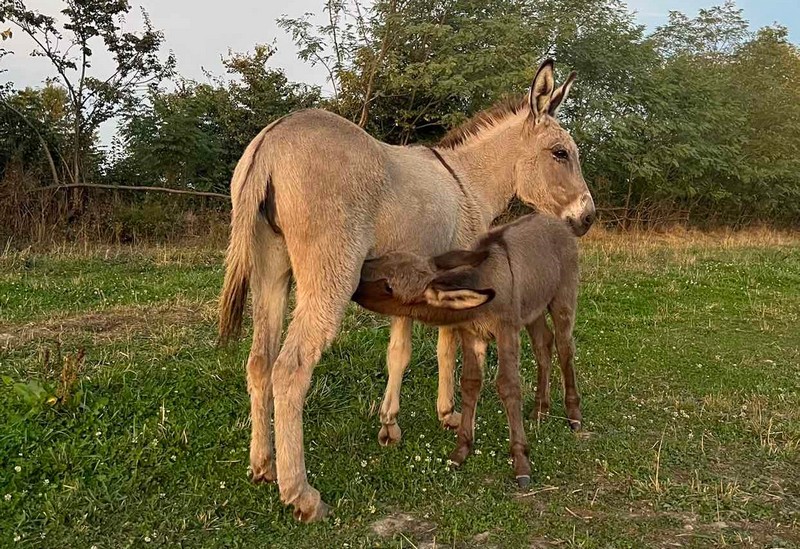 Ranč “Nirvana”- semberska oaza mira i ljepote (FOTO)