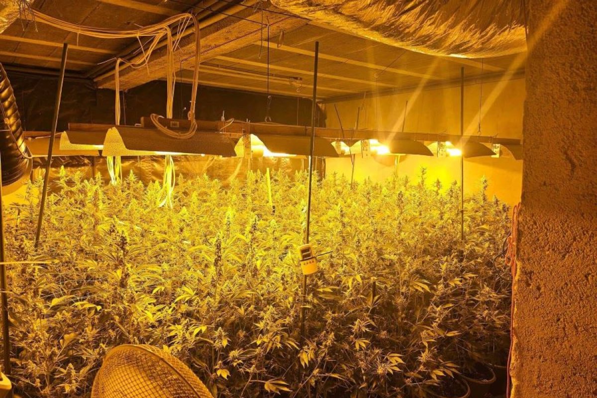 Uhapšeni državljani BiH i Srbije: Uzgojili kanabis vrijedan tri miliona evra