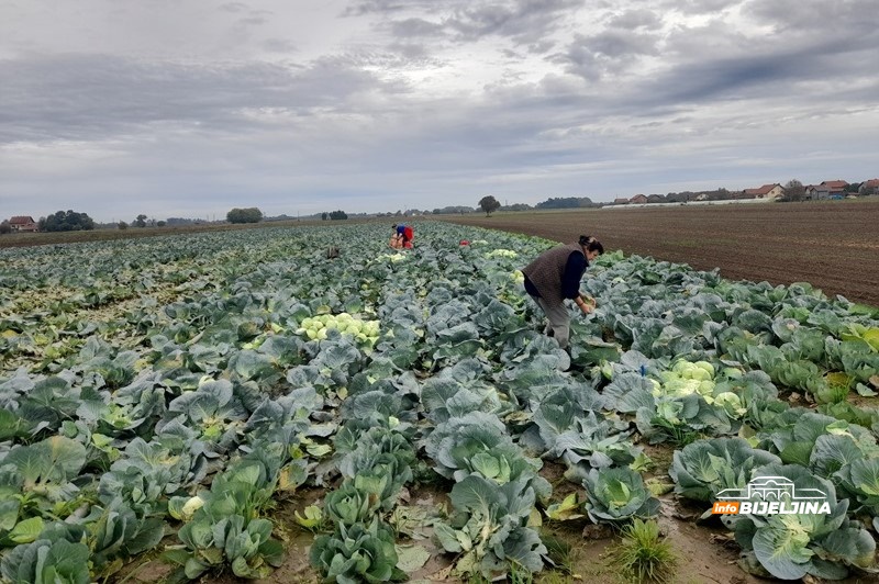 Semberska porodica proizvela 26 tona kupusa: Svi kojim je skupo neka vide pošto su cigare (FOTO)