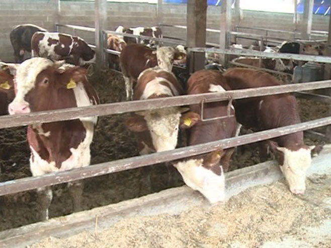 Nabavka junica osnažiće opstanak povratnika