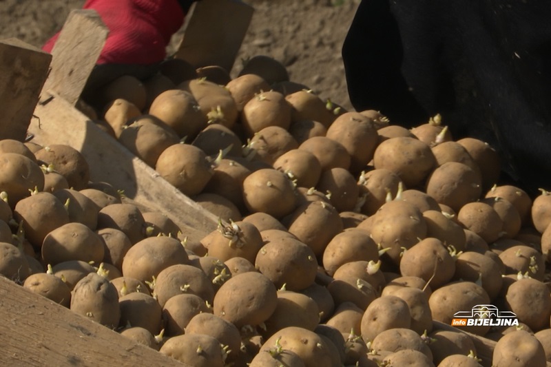 Rekordan rod krompira u Njemačkoj: U Berlinu dijele besplatno