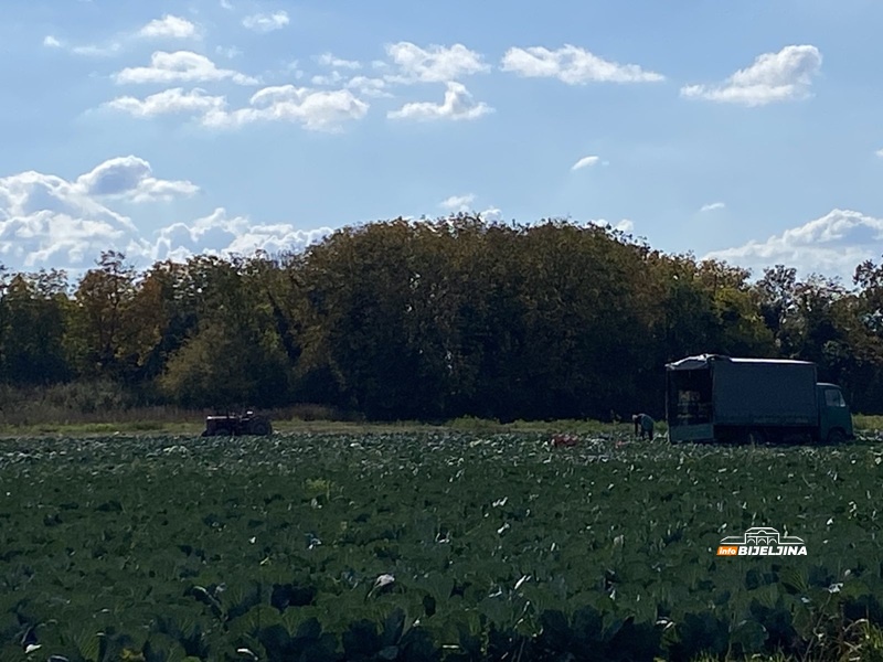 Vreća semberskog kupusa prodavana za 7 KM, pa cijena drastično skočila: Domaćini, ipak, nisu potpuno zadovoljni (FOTO)