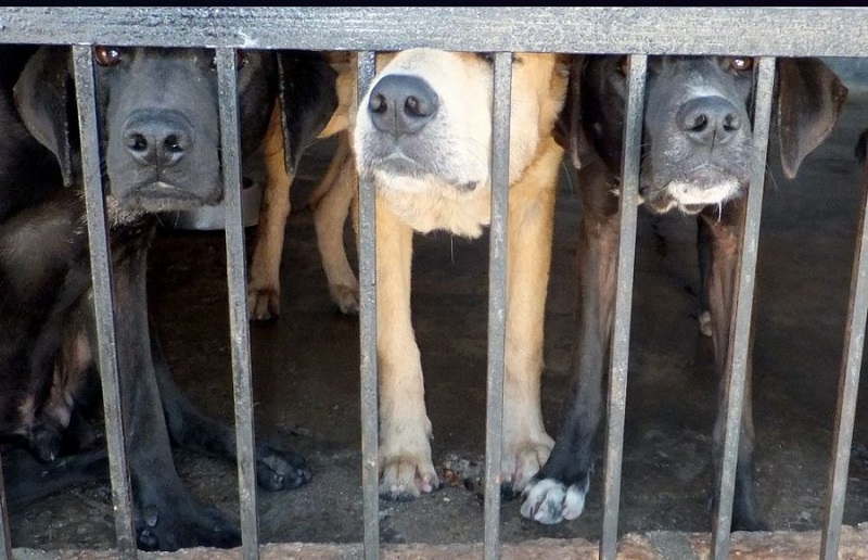 Švajcarska prva zemlja koja će zabraniti testiranje na životinjama?