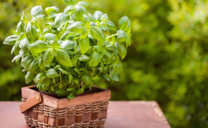 Kako da bosiljak raste iznova i iznova uz samo jedan trik koji mu produžava život