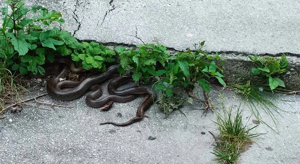 Stanovnici u strahu: Leglo zmija ispred ulaza u zgradu