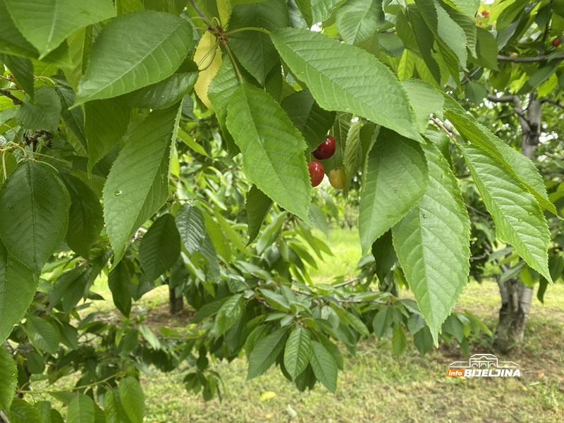 Nema šljive na Majevici – hoće li postati luksuz kao trešnja?