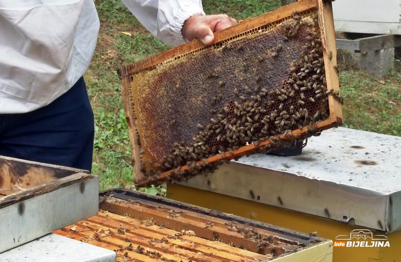 InfoBijeljina u posjeti majevičkim pčelarima: Godina loša, ali neće povećavati cijenu meda (FOTO)