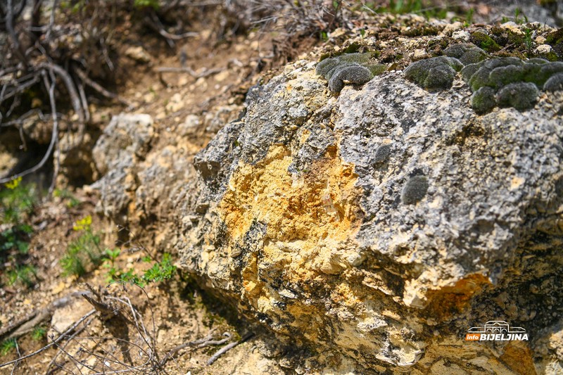 Semberija krije fosile Panonskog mora: Svijet koji je nestao prije miliona godina /FOTO; VIDEO/