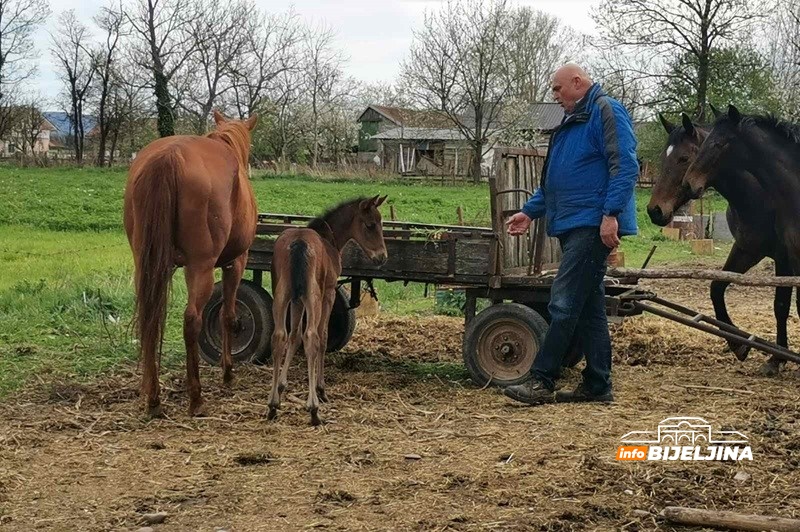 Zanimljivost iz semberskog sela Popovi: Kobila Džiju Džica ukazala da dolazi lijepo vrijeme