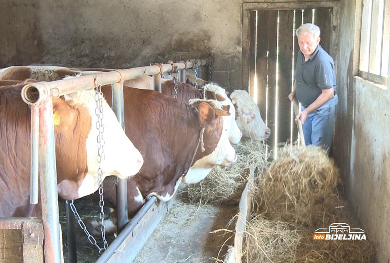 Šekići uspješni semberski poljoprivrednici: Štale pune bikova, dvorište mašina, a njive žitarica /FOTO/