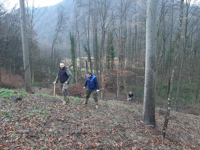 Završeno pošumljavanje dijela majevičke goleti: Šteta koja se ekspolatacijom drveća nanosi, mora se ublažiti FOTO