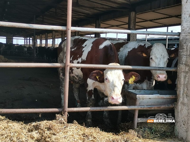 Tropske vrućine u Bijeljini teško podnose i životinje: Proizvodnja mlijeka opada, veterinari rade i danju i noću