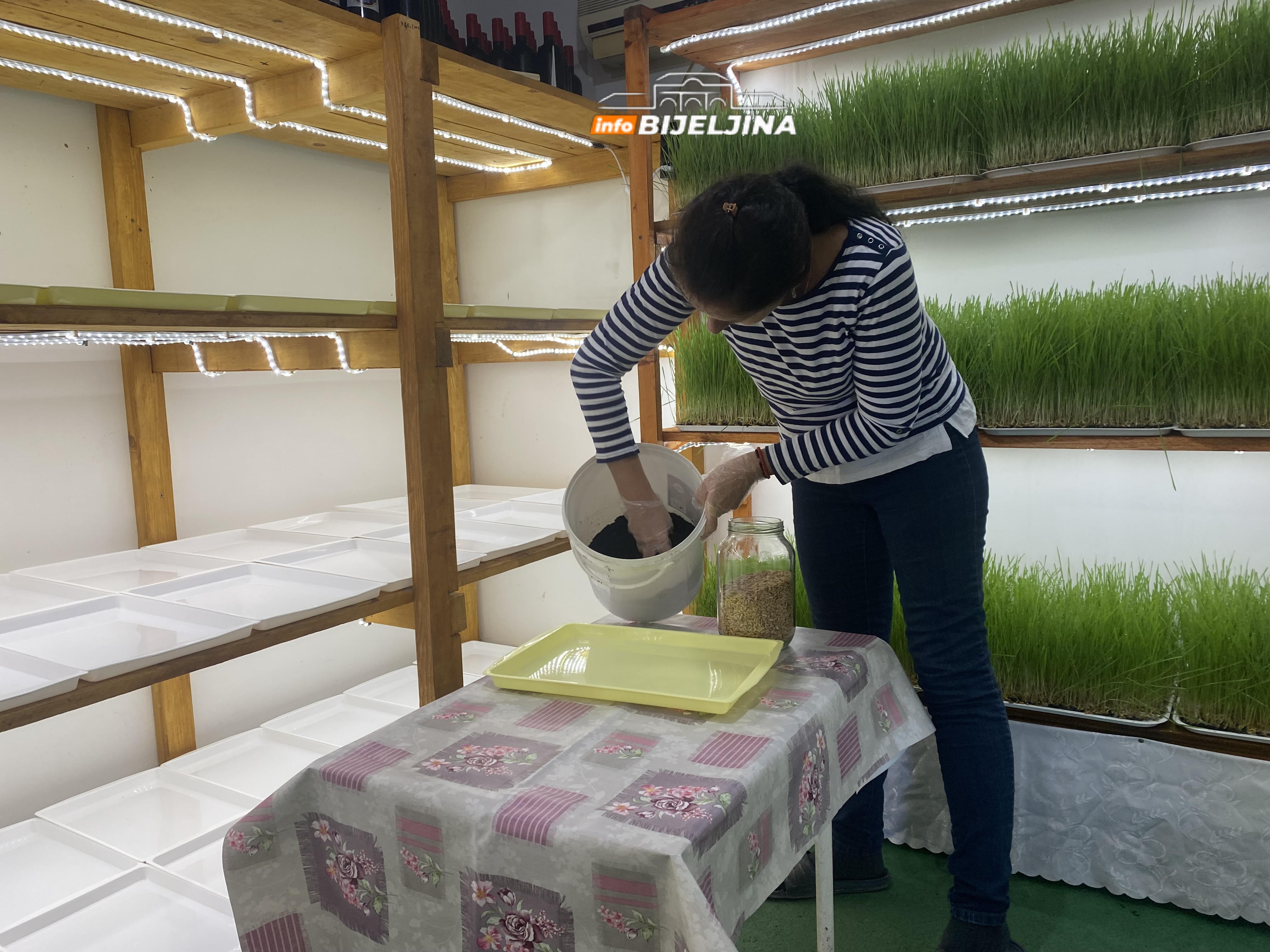 Supružnici Pejić iz Bijeljine prave sok od spelte: “Koriste ga dijabetičari, ljudi sa pritiskom, holestorolom…” (FOTO)