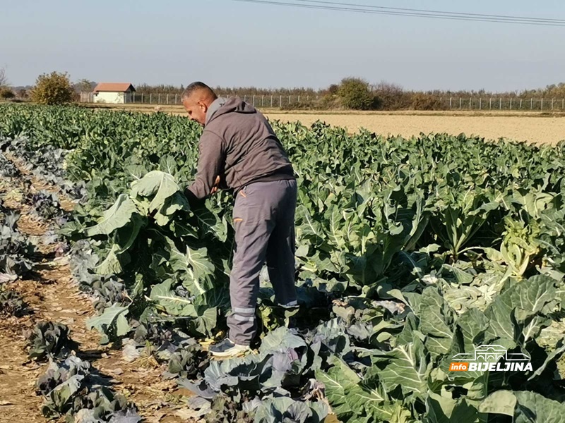 Karfiol u Semberiji skup kao nikad: Proizvođači profitirali, kilogram koštao kao nekad puna kartonska kutija (FOTO)