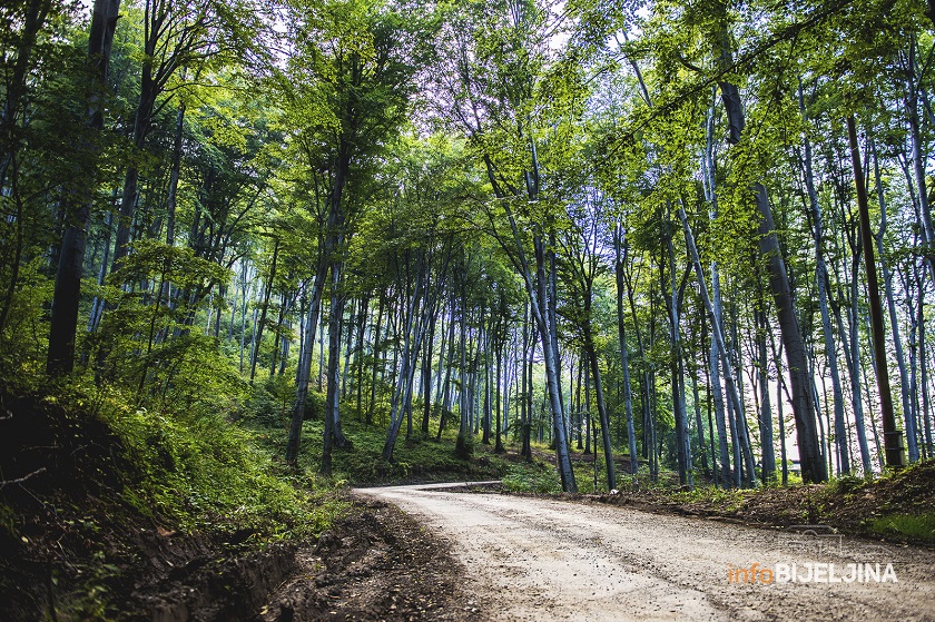 Šume RS na aukcijama zaradile 156.000 KM