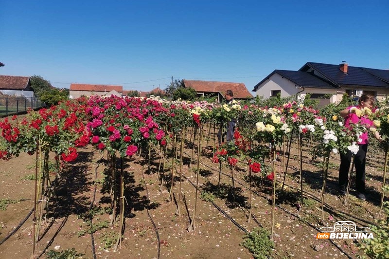 Iz Švedske se vratili u Semberiju: Zarada na 3,5 dunuma ruža kao na 20 dunuma povrća (FOTO)