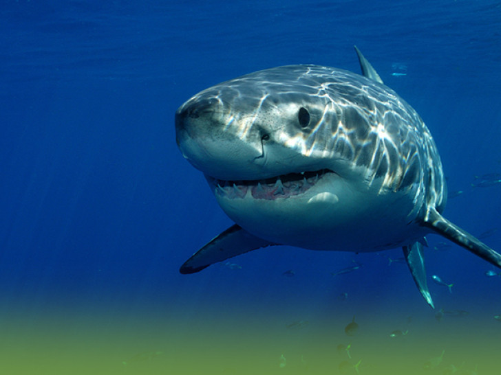 Ribari u šoku: Ajkule viđene kod Žirja i Petrovca, jedna završila na udici