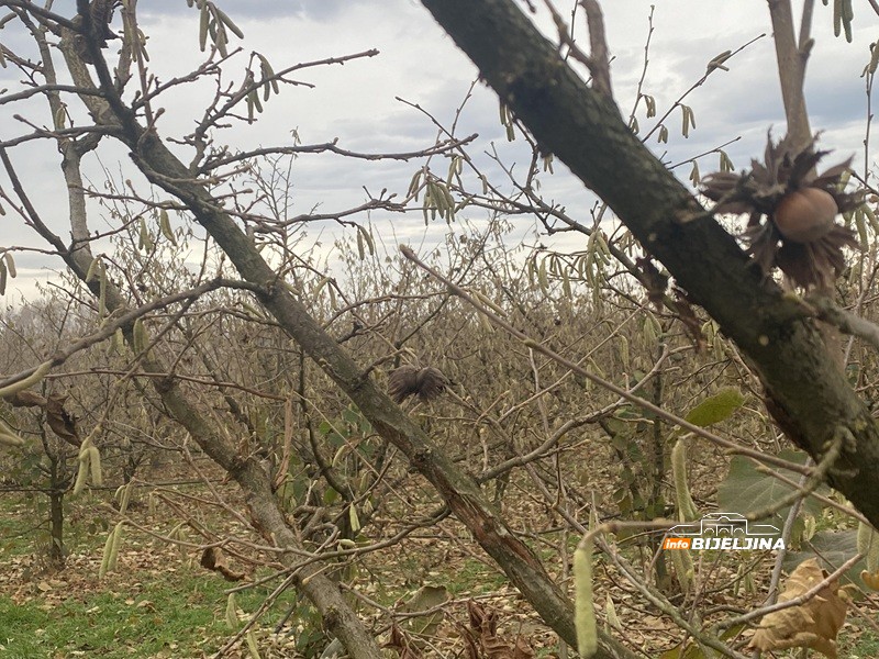 Bijeljinski proizvođači lješnjaka izgubili na rodu, dobili na cijeni: Kako je stanje u Turskoj spasilo voćare u Semberiji? /FOTO/
