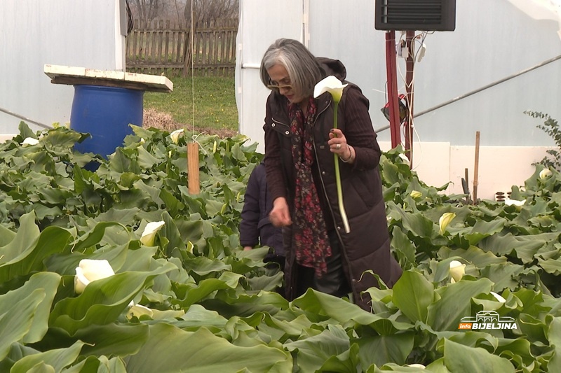 Biljka iz Afrike raste u Zvorniku: Jasminka ostala bez posla u pandemiji, danas uzgaja hiljade kala (FOTO)
