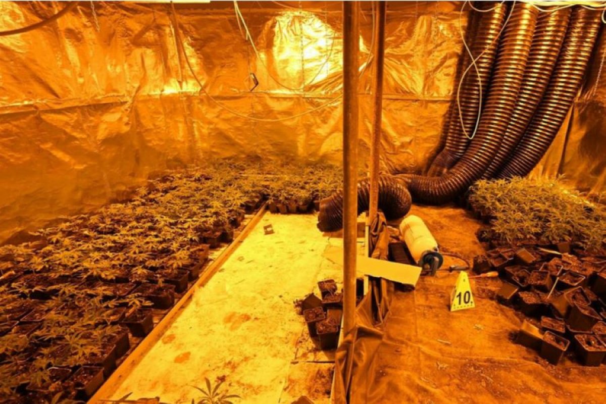 Otkrivena plantaža kanabisa bande sa Balkana