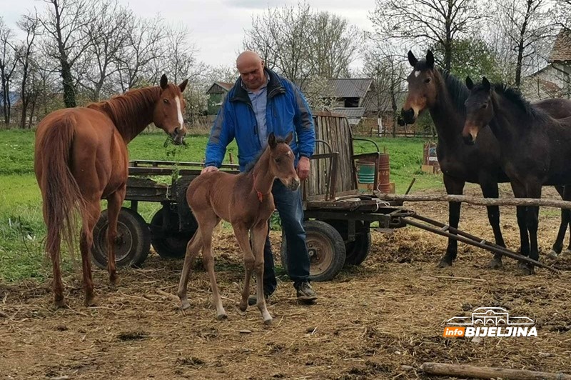 Zanimljivost iz semberskog sela Popovi: Kobila Džiju Džica ukazala da dolazi lijepo vrijeme