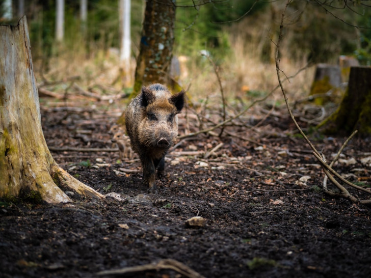 Afrička kuga svinja prijeti farmama – virus se širi, farmeri u panici